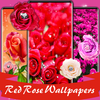 Red rose wallpapers HD | offline icône